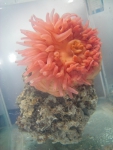 Urticina crassicornis - aquarium view