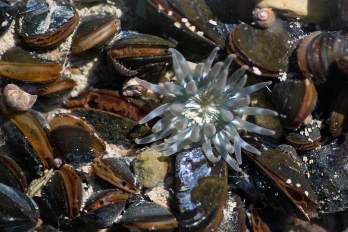 Aulactinia stella in tide pool among mussels Aulactinia stella in tide pool among mussels