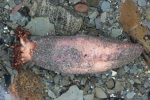 Sea cucumbers