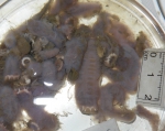 Sea cucumbers