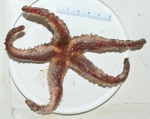 Echinoderms