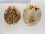 Echinoderms