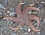 Echinoderms