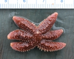 Leptasterias - small sea star, author: Nozes, Claude