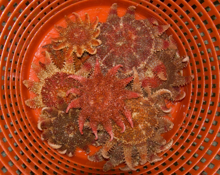 Crossaster papposus-group catch Crossaster papposus-group catch