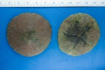 Echinarachnius parma - sand dollar