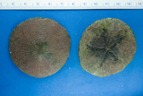 Echinarachnius parma - sand dollar