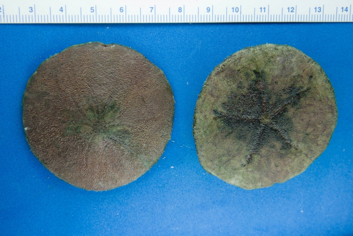 Echinarachnius parma - sand dollar Echinarachnius parma - sand dollar