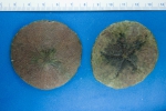 Sea urchins