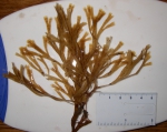 Bryozoans