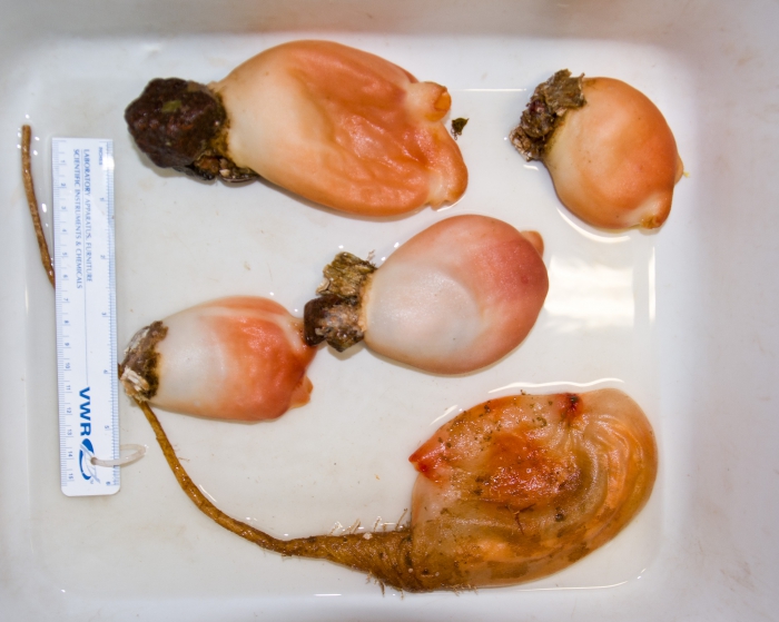 Halocynthia and Boltenia - sea peaches with 1 sea potato. Halocynthia and Boltenia - sea peaches with 1 sea potato.