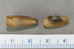 Molluscs