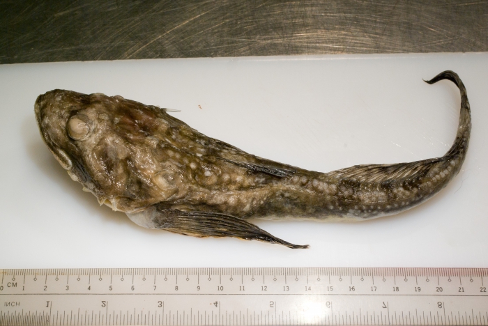 Myoxocephalus quadricornis - fourhorn sculpin Myoxocephalus quadricornis - fourhorn sculpin