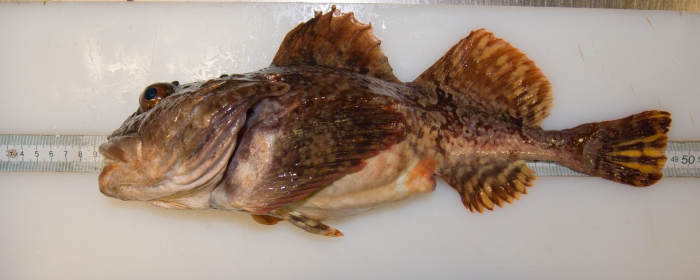 Myoxocephalus scorpius - shorthorn sculpin (large) Myoxocephalus scorpius - shorthorn sculpin (large)