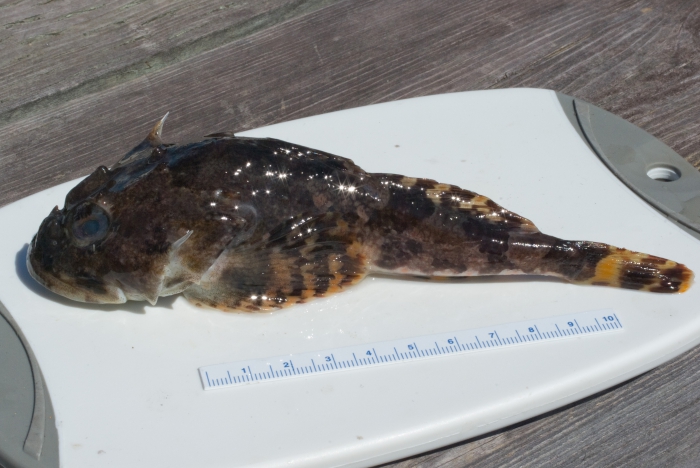 Myoxocephalus scorpius - shorthorn sculpin (small) Myoxocephalus scorpius - shorthorn sculpin (small)