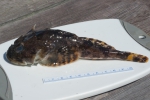 Species