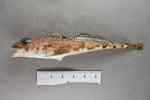 Triglops murrayi, author: Nozes, Claude