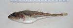 Perciformes