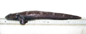 Lycodes esmarkii - Esmark's eelpout