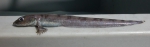 Lycodes vahlii - checker eelpout, author: Nozes, Claude