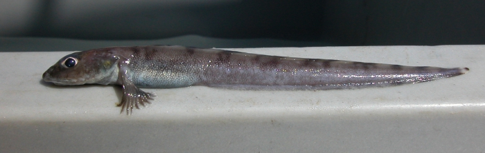 Lycodes vahlii - checker eelpout Lycodes vahlii - checker eelpout