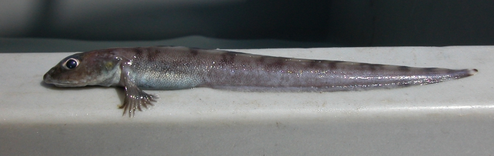 Lycodes vahlii - checker eelpout