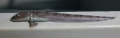 Perciformes