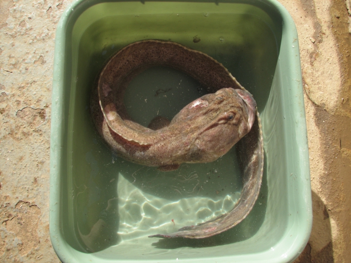 Cryptacanthodes maculatus - wrymouth (large) Cryptacanthodes maculatus - wrymouth (large)
