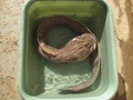 Perciformes