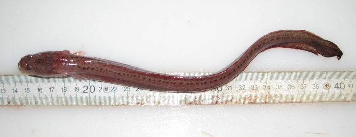 Cryptacanthodes maculatus - wrymouth (small) Cryptacanthodes maculatus - wrymouth (small)