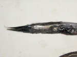 Serrivomer beanii - stout sawpalate (head), author: Nozes, Claude