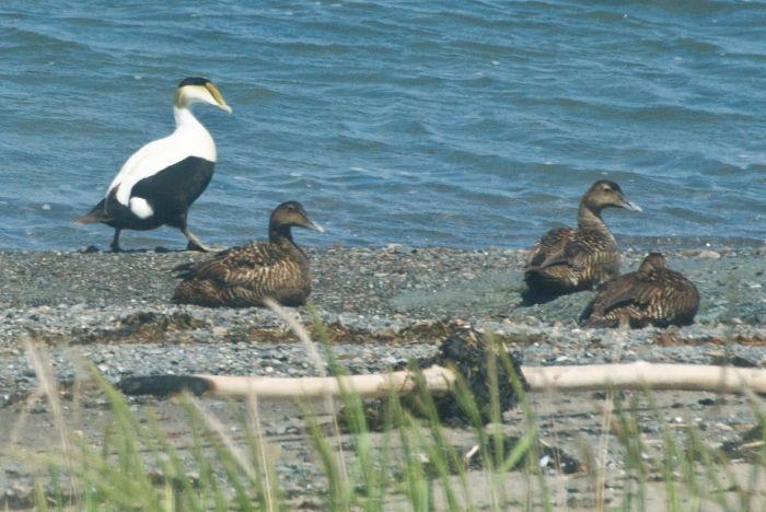 Somateria mollissima - common eider Somateria mollissima - common eider