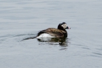 Clangula hyemalis - longtailed duck, author: Nozes, Claude