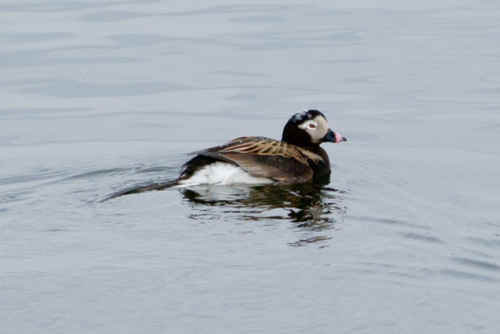Clangula hyemalis - longtailed duck Clangula hyemalis - longtailed duck