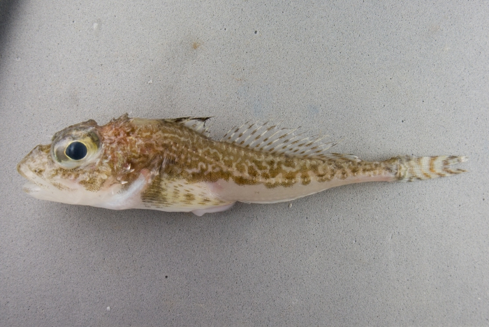 Icelus spatula - spatulate sculpin Icelus spatula - spatulate sculpin