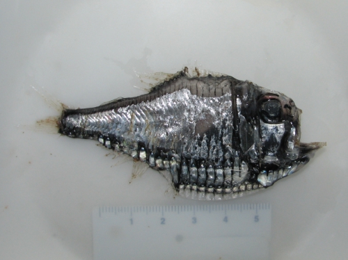 Argyropelecus gigas Argyropelecus gigas