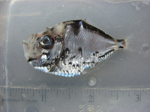 Polyipnus clarus (fresh appearance) Polyipnus clarus (fresh appearance)