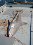 Porbeagle shark, author: Nozes, Claude