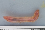 Polychaetes