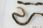 Polychaetes