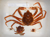 Hyas araneus - small and large, author: Nozres, Claude