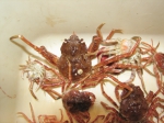 Crabs