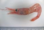 Shrimp