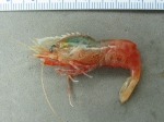 Shrimp