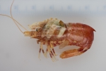 Crustaceans