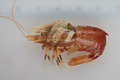 Decapoda