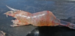 Shrimp