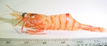 Shrimp