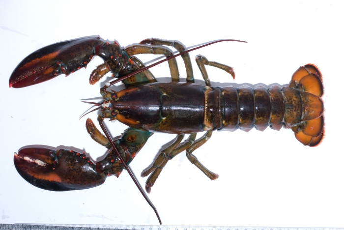 Homarus americanus - American lobster Homarus americanus - American lobster