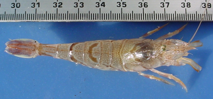 Argis dentata - small Argis dentata - small